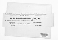 Alectoria ochroleuca image